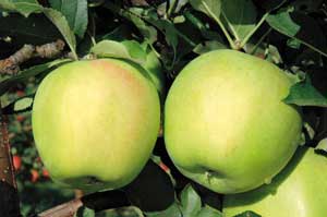Jabłka Mutsu (15 kg)