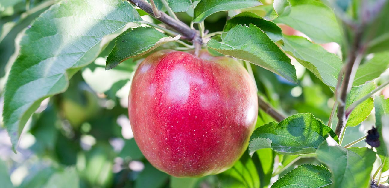 Jabłka kl2 Ligol (15 kg)